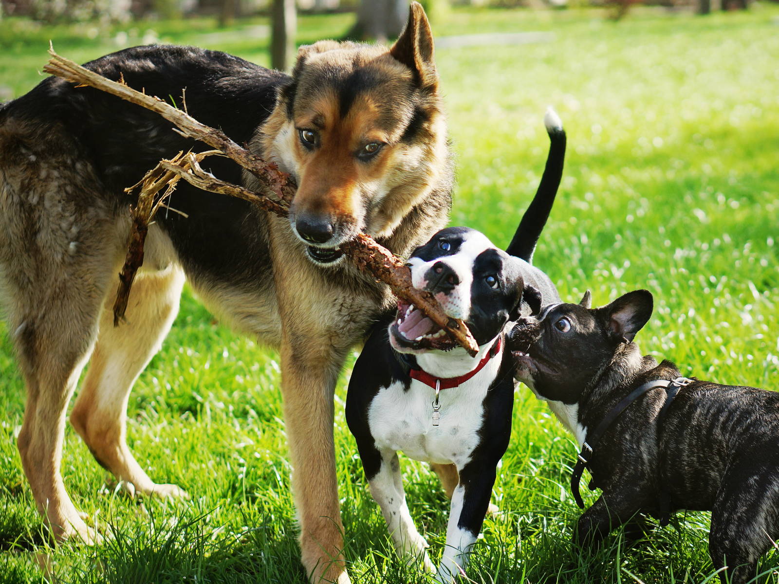 AnimalBiome Veterinary 2024 Spring Newsletter