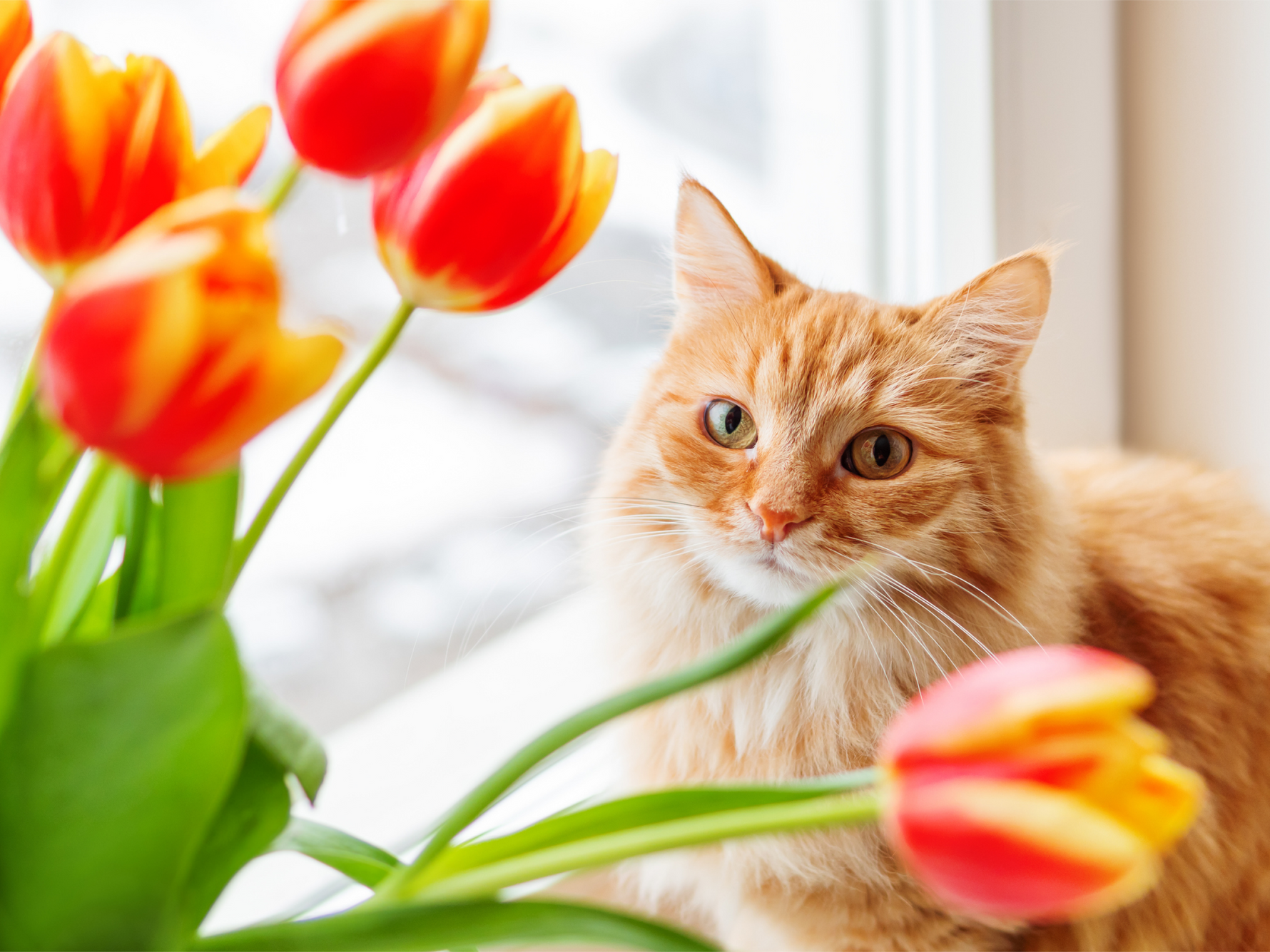 AnimalBiome Veterinary 2023 Spring Newsletter