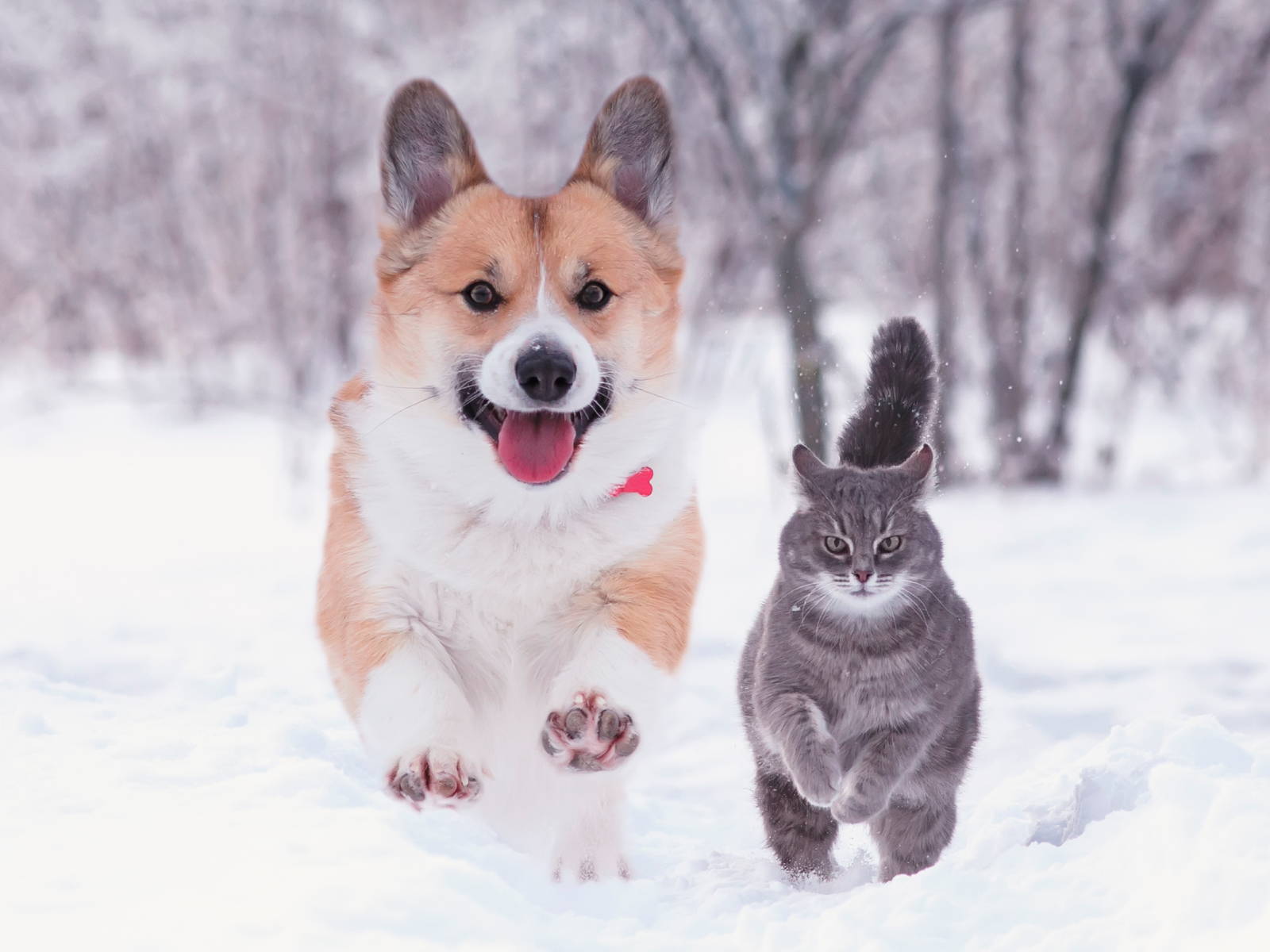 AnimalBiome Veterinary 2023 Winter Newsletter