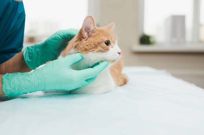 What You Need to Know About E coli for Chronic Enteropathy Cases
