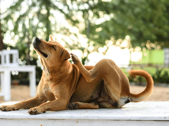 Managing Atopic Dermatitis in Dogs and Cats