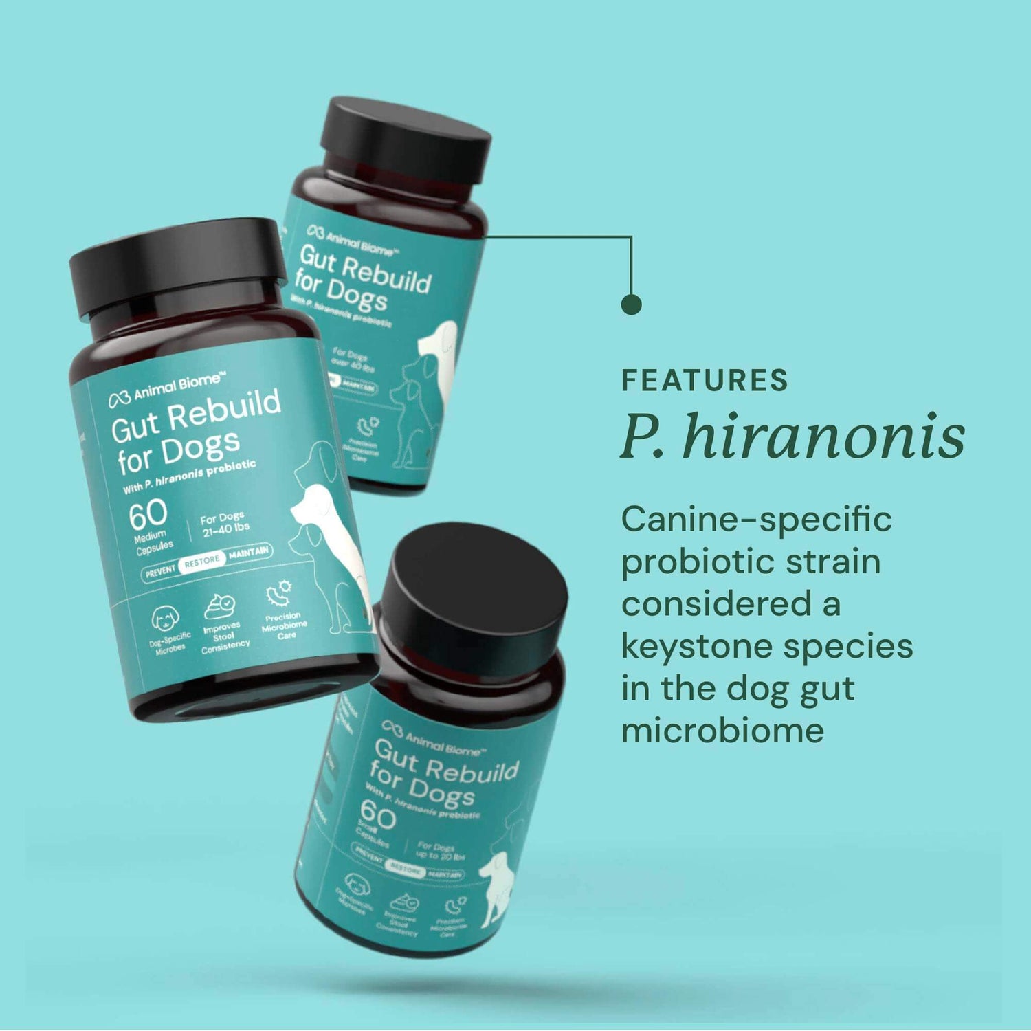 Gut Rebuild for Dogs